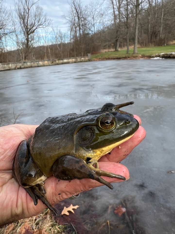 American Bullfrog